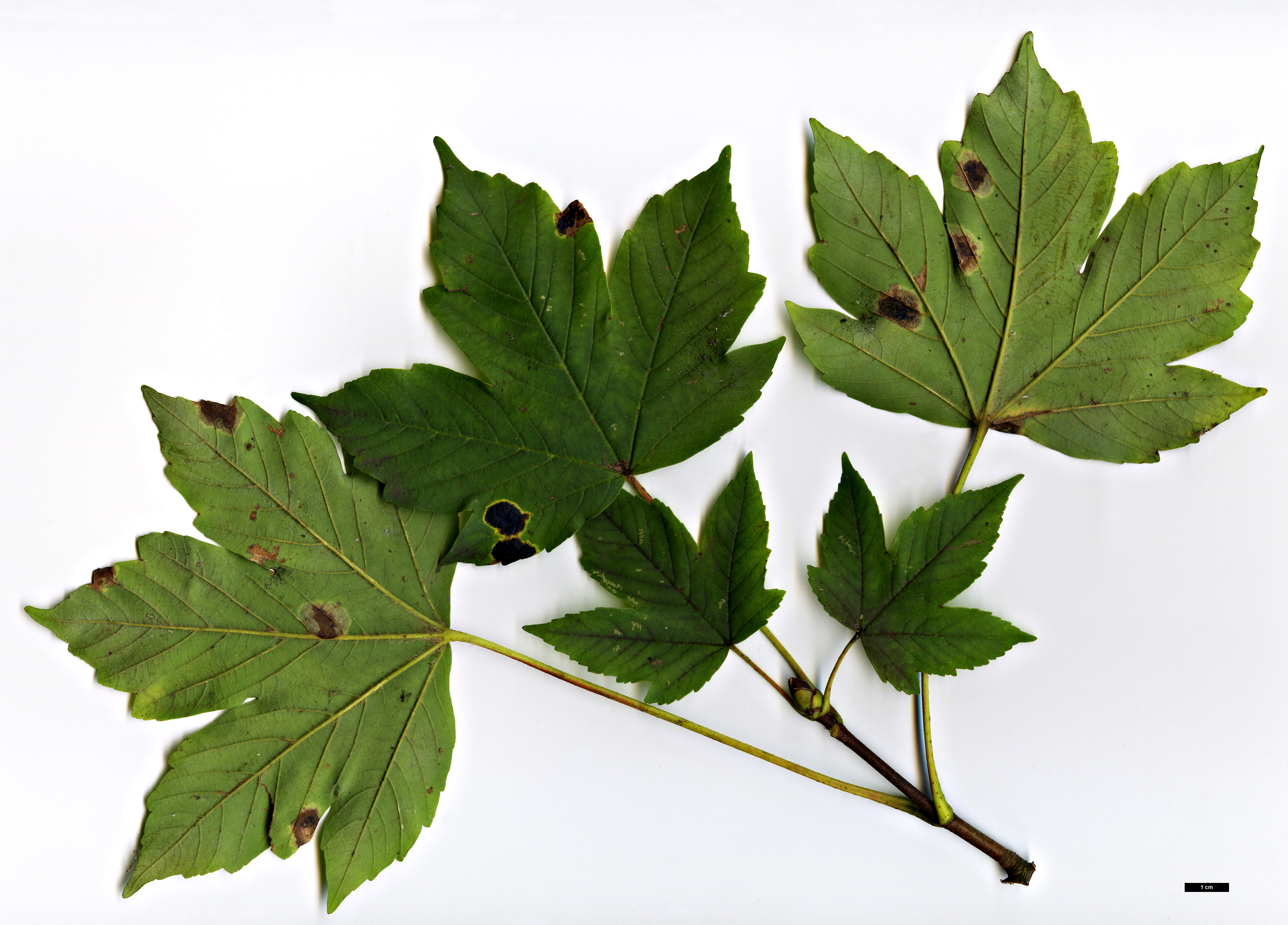 High resolution image: Family: Sapindaceae - Genus: Acer - Taxon: heldreichii - SpeciesSub: subsp. trautvetteri